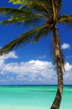 Scenic view on Caribbean sea with palm tree