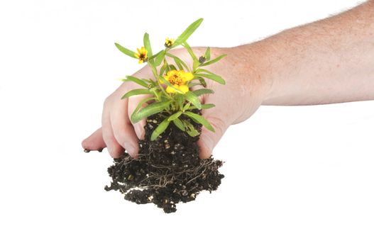 Small seedling flower ready for planting