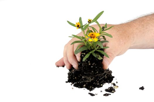gardeners hand placing Small seedling flower ready for planting isolated on white