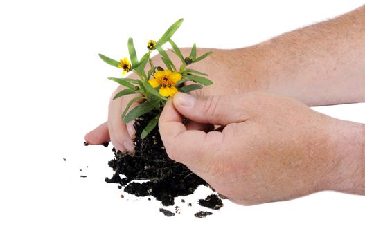 Gardener preparing to pot plant isolated on white