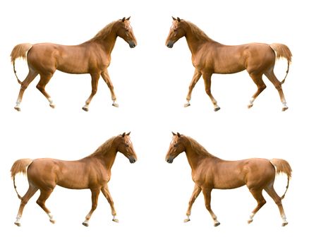 multiple images of a Saddlebred horse 