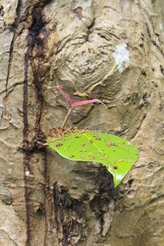 Malay apple (Eugenia malaccensis Linn.) put forth leave-buds