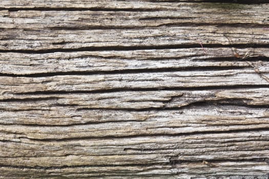 Texture of old wood background