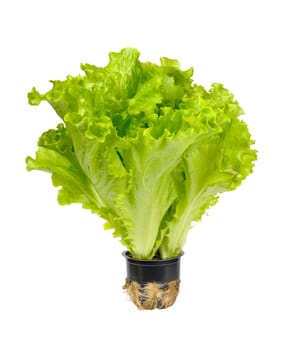 Butterhead lettuce