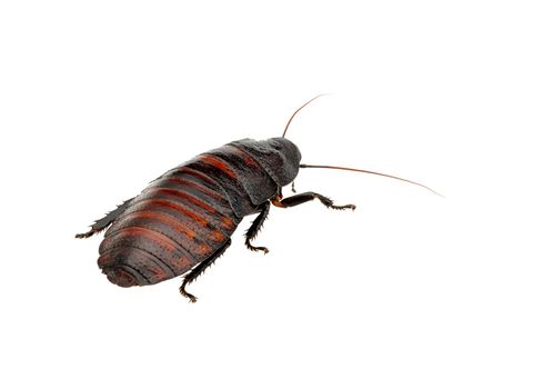 Madagascar hissing cockroach