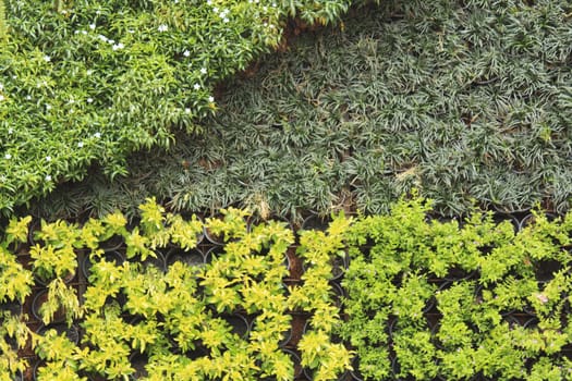 Various of potted plant hanging on wall as decoration