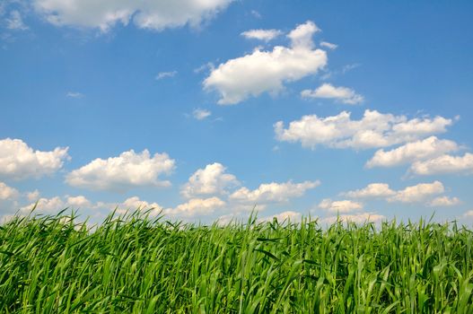 grass against the sky
