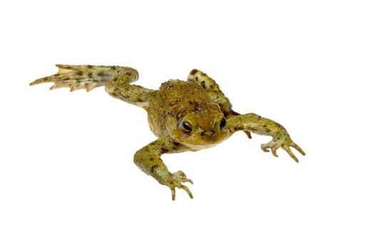 toad on a white