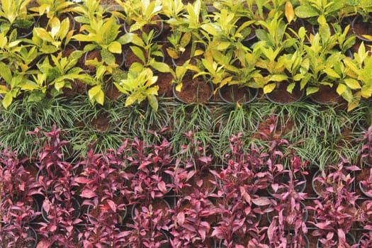 Various of potted plant hanging on wall as decoration