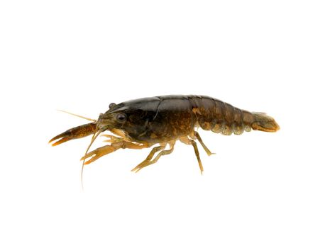 crayfish on a white background