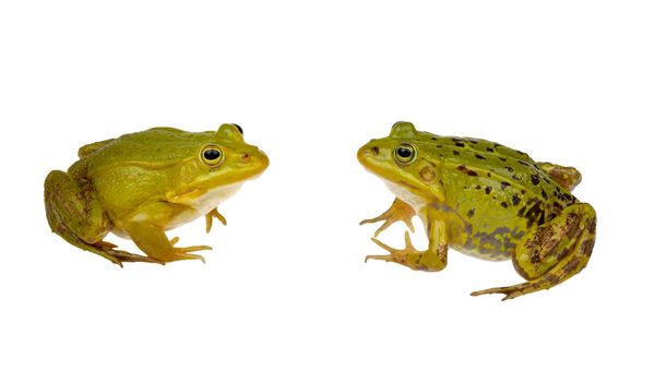 two frogs