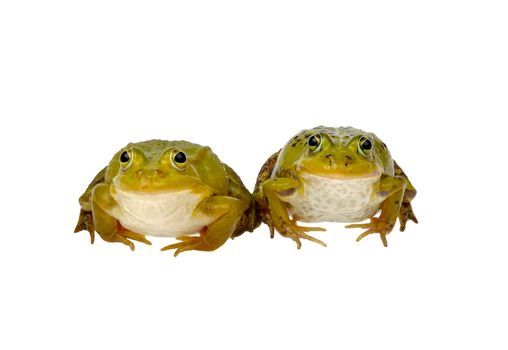 two frogs