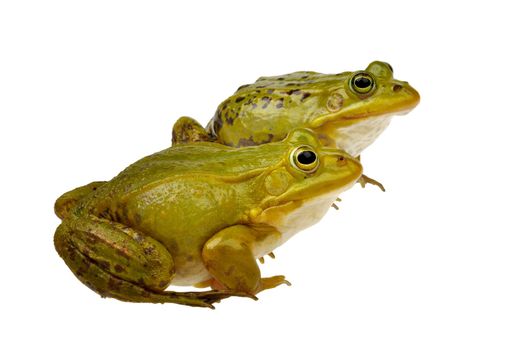 two frogs