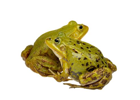 two frogs