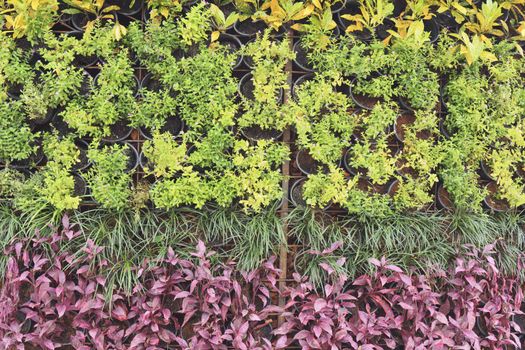 Various of potted plant hanging on wall as decoration