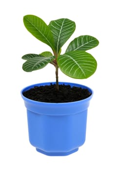 plant in blue pot isolated on white background
