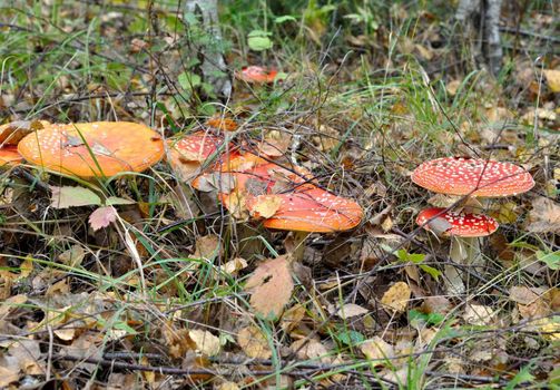 fly-agaric in grass in forest