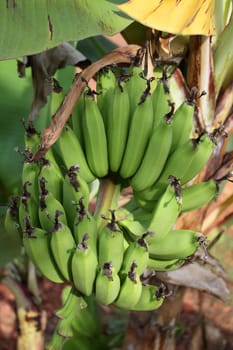A bunch of bananas hanging on a tree.