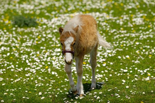 A sweet foal is resting on a green, white and yellow flower field