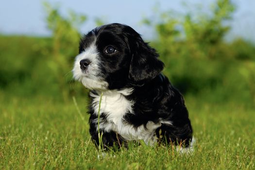 A black Bichon Havanaise puppy is sitting in green grass