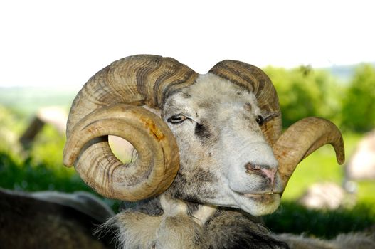 A goat with big horns is resting under a tree