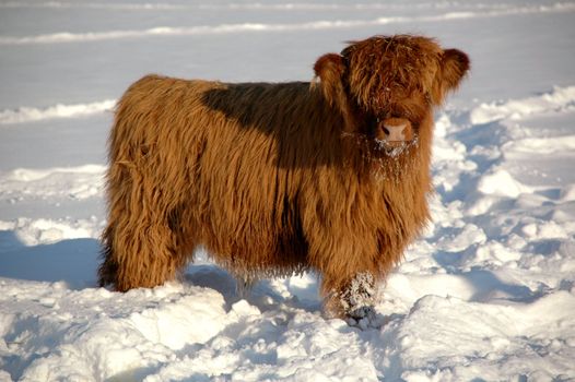 Young calf at winter time