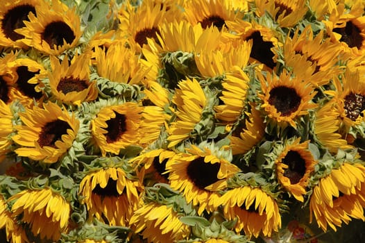 Many yellow sunflowers