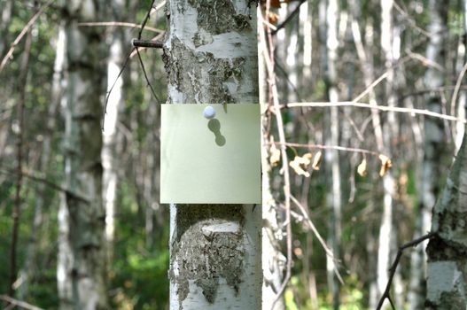 Reminder notes on the trunk of birch