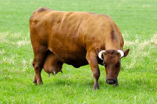 Cow is standing on a green field eating grass