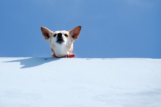 Guard dog on roof is looking down.