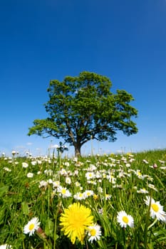 Dandelion and daisy flowers with a tree in the background.