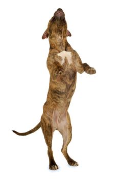 Standing staffordshire terrier dog on a clean white background. Note a bit in motion blur.
