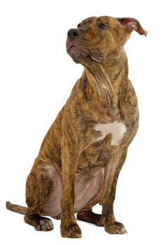 Staffordshire terrier dog sitting on a clean white background