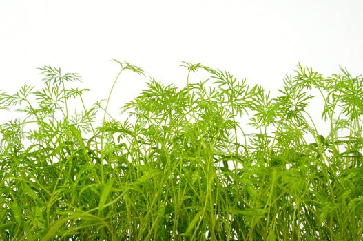 young shoots of fennel on a white background
