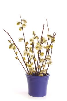 Salix viminalis or osierSalix viminalis against a white background