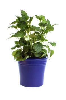 Melissa in a pot against a white background