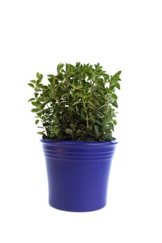 Oregano in  blue pot against a white background
