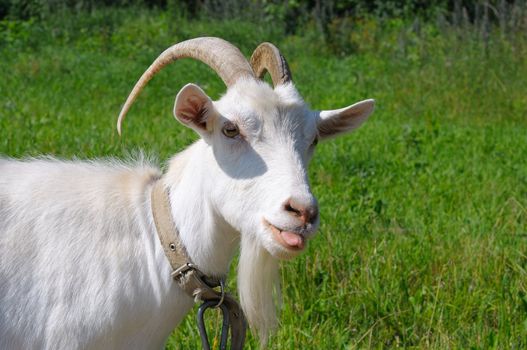 white goat showing the tongue against the background of grass