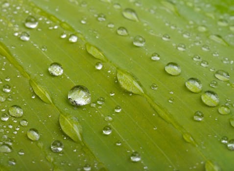 green leaf with water drops
