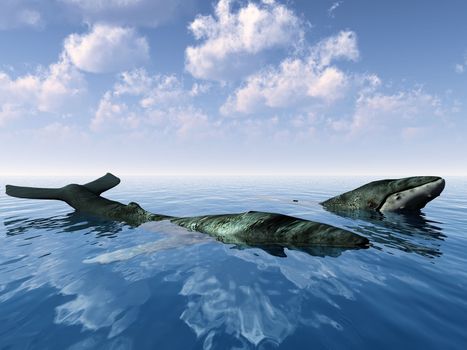 whale  surfacing in the sea