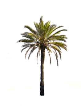 palm tree on a white background