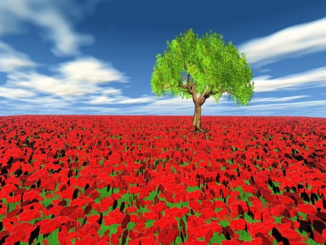 poppy field and the tree
