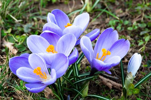 crocus flowers growing in the grass in spring