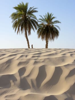 sand dune and palm tree in the desert
