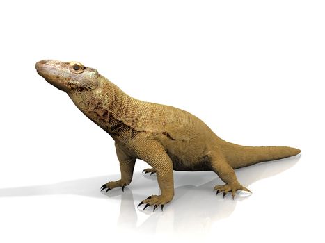 the  Komodo dragon on a white background