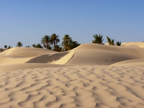 sand dune and palm tree in the desert