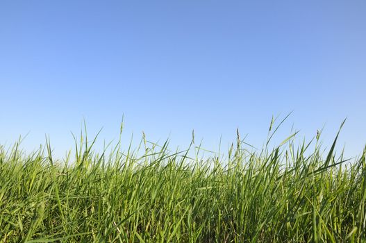 green grass against the blue sky