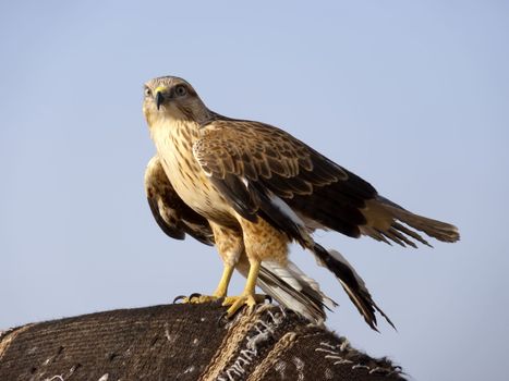 the tamed  falcons for hunting