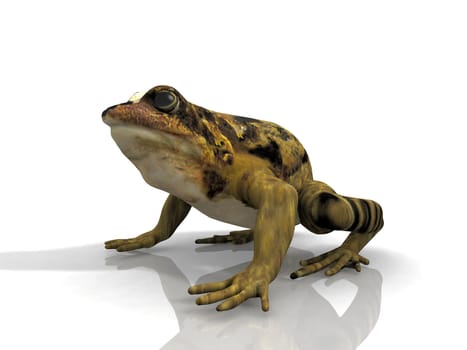 frog  on a white background