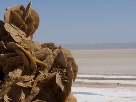salt desert and sand flower